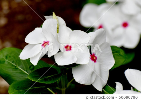 開花在三鷹中原的白色Nichinoscisso 開花在三鷹中原的白色Nichinoscisso 50090790