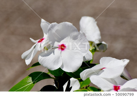 開花在三鷹中原的白色Nichinoscisso 開花在三鷹中原的白色Nichinoscisso 50090799