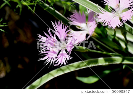 開花在三鷹中原的桃紅色nadesico 開花在三鷹中原的桃紅色nadesico 50090847