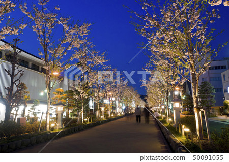 [神奈川縣]鎌倉市丹九州的夜櫻花 50091055