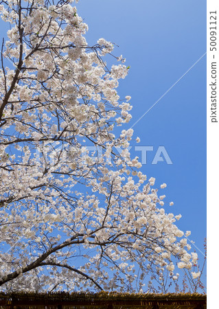 [Kanagawa Prefecture] Kamakura Sakura at Tsuruoka Hachimangu 50091121