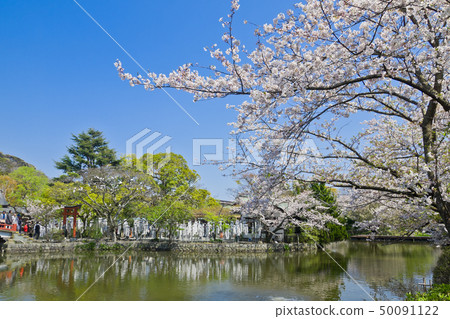 [神奈川縣]鶴岡八man宮的鎌倉櫻 50091122