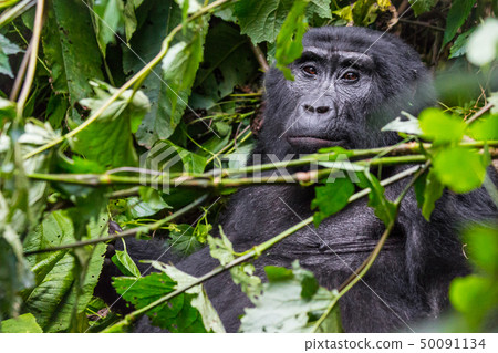 A pensive gorilla in the Impenetrable Forest 50091134