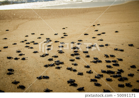 Baby sea turtles struggle for survival after hatching in Mexico 50091171