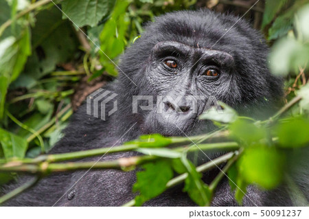 A gorilla eats leaves in the Impenetrable Forest 50091237