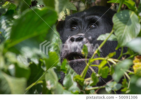 An angelic gorilla in the impenatrable forrest of Uganda 50091306