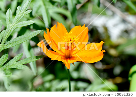 開花在三鷹中原的橙黃色花波斯菊 50091320