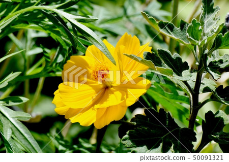 開花在三鷹中原的橙黃色花波斯菊 開花在三鷹中原的橙黃色花波斯菊 50091321