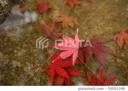 落下的落葉 50091396
