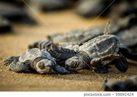 Baby sea turtles struggle for survival after hatching in Mexico Baby sea turtles struggle for survival after hatching in Mexico 50091424