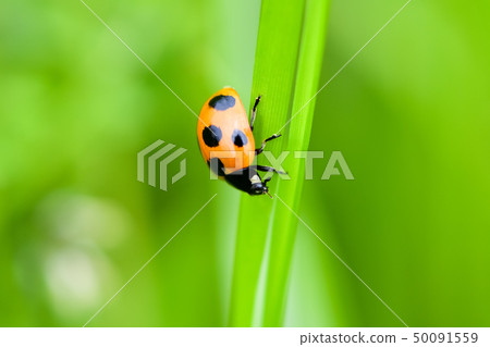 Nana Hoshi Tentou 50091559