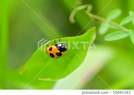 Nana Hoshi Tentou 50091561