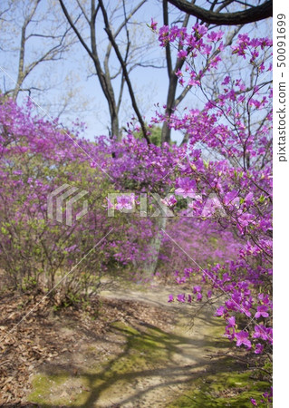 Kobanomitsubatsuji (April) of Shibata Shrine in Nishinomiya City, Hyogo Prefecture 50091699