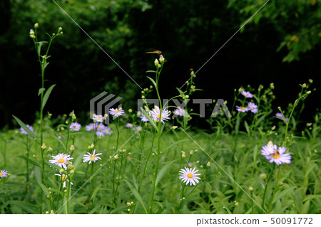 Summer meadow 50091772