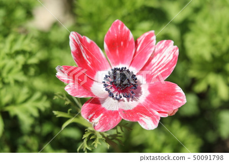 Anemones 50091798