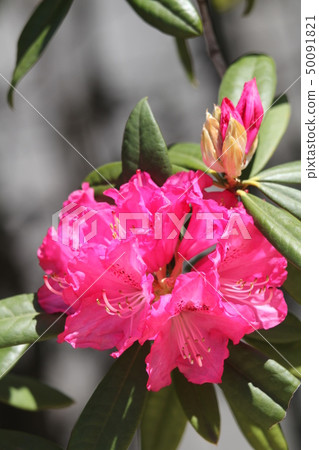 Rhododendron 50091821
