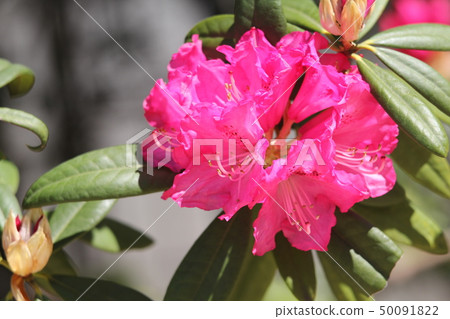 西方杜鵑 50091822