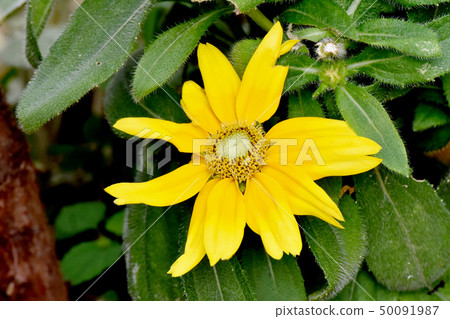 Yellow Rudbeckia Prairie Sun Blooming in Mitaka Nakahara 50091987