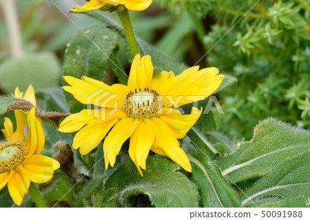 Yellow Rudbeckia Prairie Sun Blooming in Mitaka Nakahara 50091988