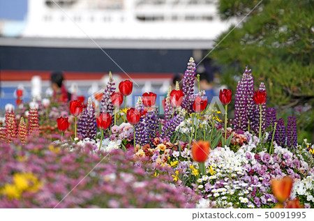 日本的橫濱市容看山下公園和Hikawamaru 50091995