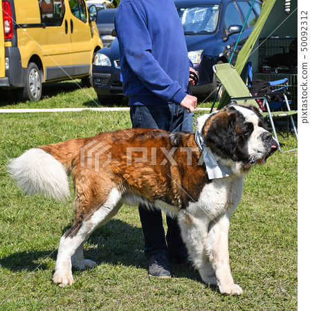 Saint Bernard dog outdoor 50092312