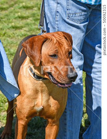 Rhodesian ridgeback dog outdoor 50092315