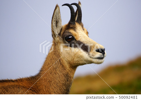 Tatra chamois (Rupicapra rupicapra tatrica) in a Tatra chamois (Rupicapra rupicapra tatrica) in a 50092481