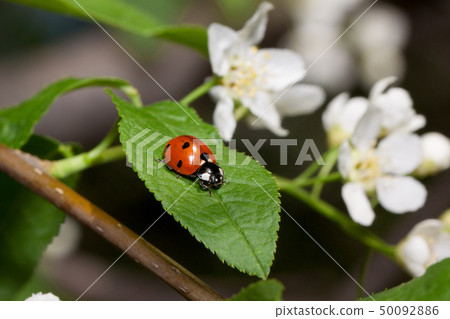 Beautiful ladybug is sitting on a green leaf. 50092886