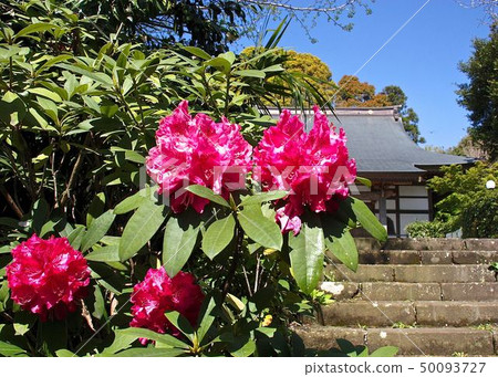 The rhododendron of Niden-ji Temple The rhododendron of Niden-ji Temple 50093727