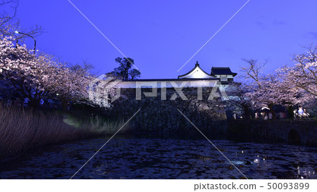 Cherry blossoms of Maizuru Park at evening 50093899