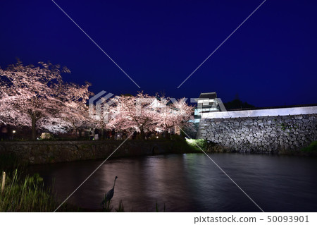 Cherry blossoms of Maizuru Park at evening 50093901