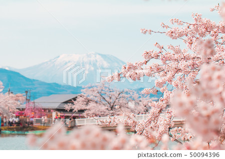 Beautiful cherry blossom or sakura in spring time 50094396