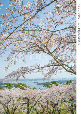 Matsushima Nishiyuki back of the pine Japan Sankei 50094559