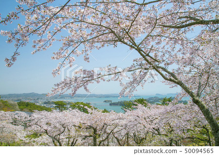 Matsushima Nishiyuki back of the pine Japan Sankei 50094565