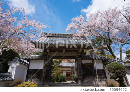 京都正治寺的櫻花 50094632