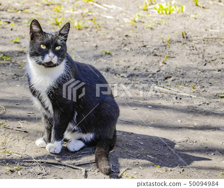 Black and white homeless cat sitting. 50094984