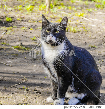 Black and white homeless cat sitting. Black and white homeless cat sitting. 50094985
