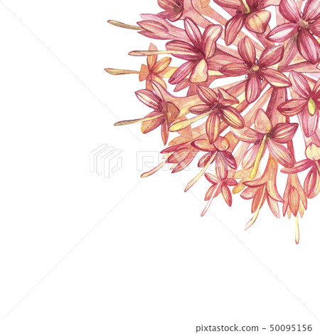 Pink flowers Gambier extracts plants watercolor botanical illustrations. Pink flowers Gambier extracts plants watercolor botanical illustrations. 50095156