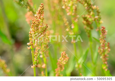 Sorrel Sorrel 50095305