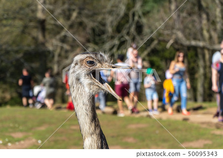 Greater Rhea,Rhea Americana at Woburn Safari Park 50095343
