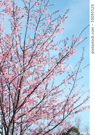Hachisuka cherry tree Hachisuka cherry tree 50095529