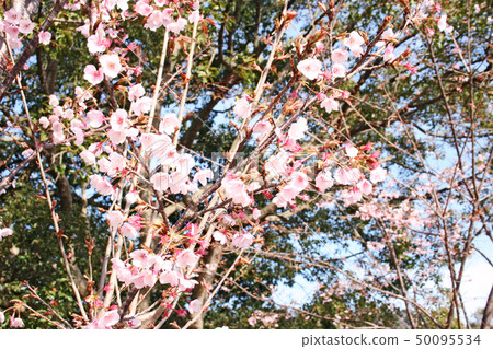 Hachisuka cherry tree Hachisuka cherry tree 50095534