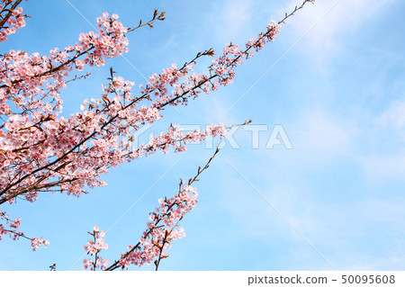Hachisuka櫻花樹 Hachisuka櫻花樹 50095608