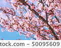 Hachisuka cherry tree 50095609