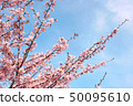 Hachisuka cherry tree 50095610