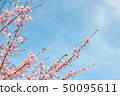 Hachisuka cherry tree 50095611