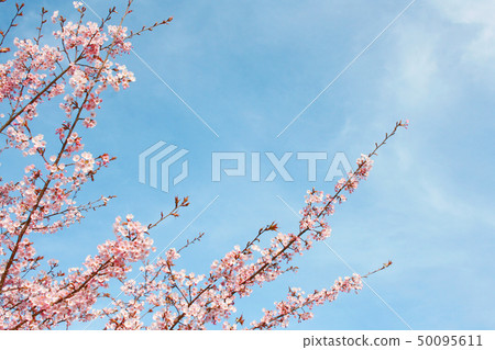 Hachisuka cherry tree Hachisuka cherry tree 50095611