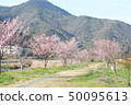 Hachisuka cherry tree 50095613