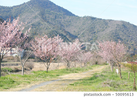 Hachisuka櫻花樹 Hachisuka櫻花樹 50095613