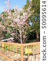 Hachisuka cherry tree 50095614